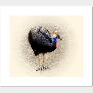 Southern cassowary Posters and Art